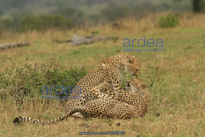 : Cheetahs - Two together : Cheetahs - Two together