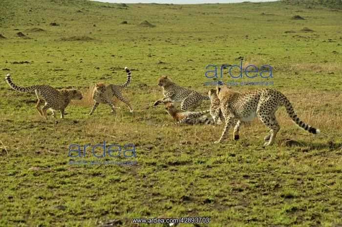 : Cheetahs (Acinonyx jubatus). Transmara, Maasai Mara, Kenya, Africa : Cheetahs (Acinonyx jubatus). Transmara, Maasai Mara, Kenya, Africa