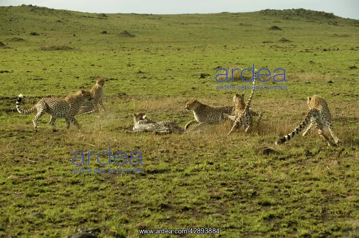  : Cheetahs (Acinonyx jubatus). Transmara, Maasai Mara, Kenya, Africa