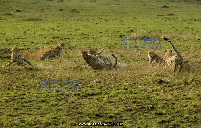 : Cheetahs (Acinonyx jubatus). Transmara, Maasai Mara, Kenya, Africa : Cheetahs (Acinonyx jubatus). Transmara, Maasai Mara, Kenya, Africa
