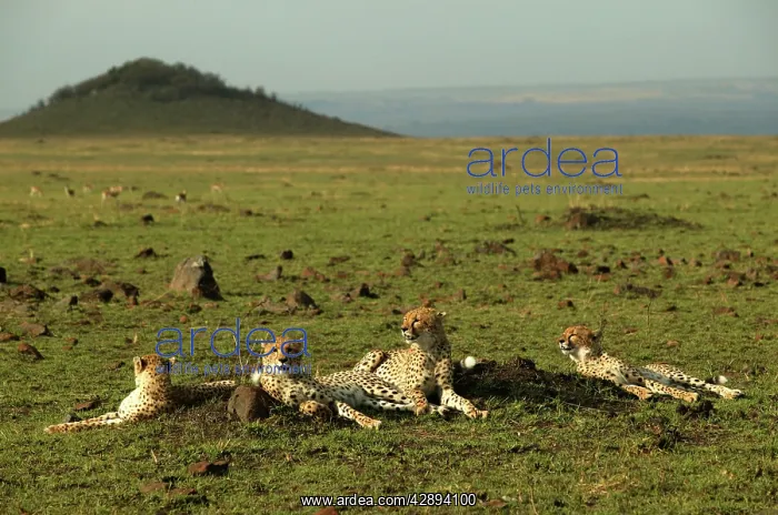 : Cheetahs (Acinonyx jubatus). Transmara, Maasai Mara, Kenya, Africa : Cheetahs (Acinonyx jubatus). Transmara, Maasai Mara, Kenya, Africa