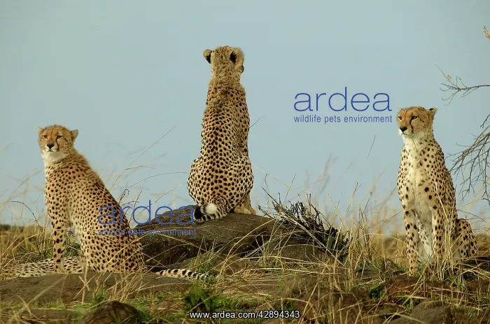 : Cheetahs (Acinonyx jubatus). Transmara, Maasai Mara, Kenya, Africa : Cheetahs (Acinonyx jubatus). Transmara, Maasai Mara, Kenya, Africa