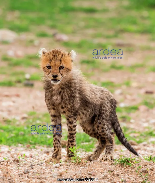 : Cheetahs (Acinonyx jubatus) cub in Serengeti nat : Cheetahs (Acinonyx jubatus) cub in Serengeti nat