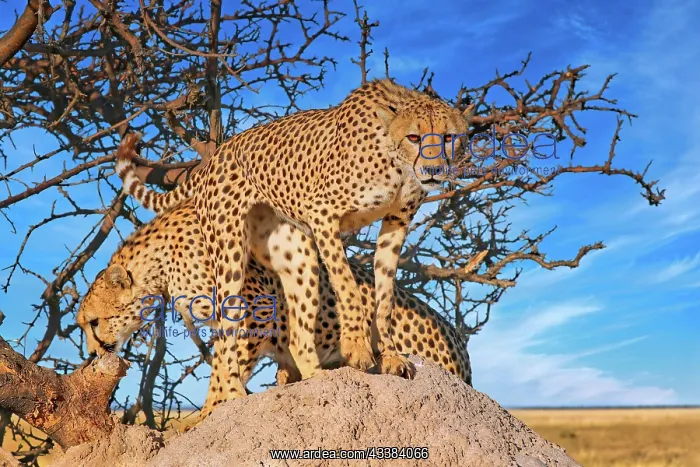: Cheetahs (Acinonyx jubatus) at Etosha National Park : Cheetahs (Acinonyx jubatus) at Etosha National Park