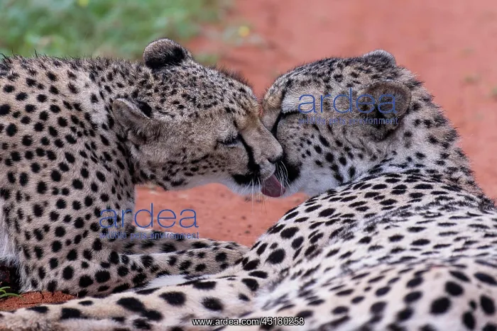 : Two cheetahs (Acinonyx jubatus) licking their mouths : Two cheetahs (Acinonyx jubatus) licking their mouths