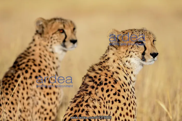 : Two cheetahs (Acinonyx jubatus), male, Okonjima : Two cheetahs (Acinonyx jubatus), male, Okonjima