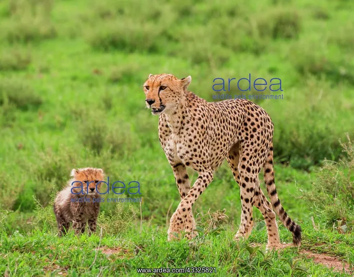 : Cheetahs (Acinonyx jubatus) mother and her cub i : Cheetahs (Acinonyx jubatus) mother and her cub i