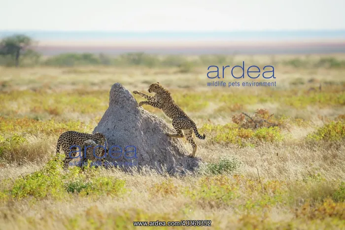 : Cheetahs (Acinonyx Jubatus) play fighting on top : Cheetahs (Acinonyx Jubatus) play fighting on top