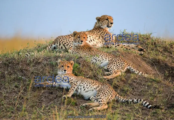 : Three cheetahs (Acinonyx jubatus) in the savanna : Three cheetahs (Acinonyx jubatus) in the savanna