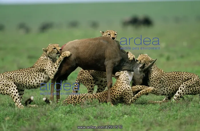  : CHEETAHS - Catching young Wildebeest