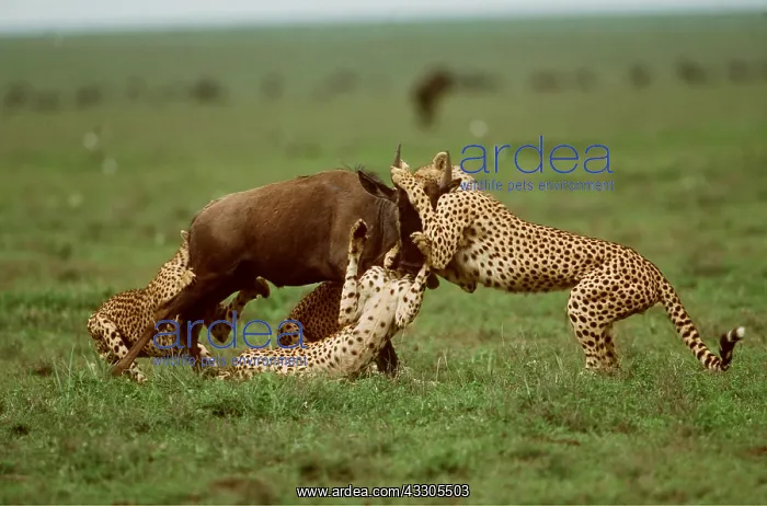  : CHEETAHS - catching young Wildebeest  /  Gnu
