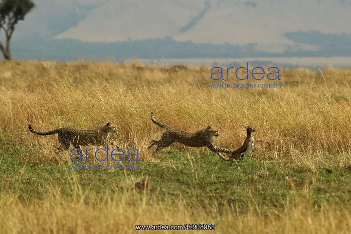 : Cheetahs - Two chasing prey : Cheetahs - Two chasing prey