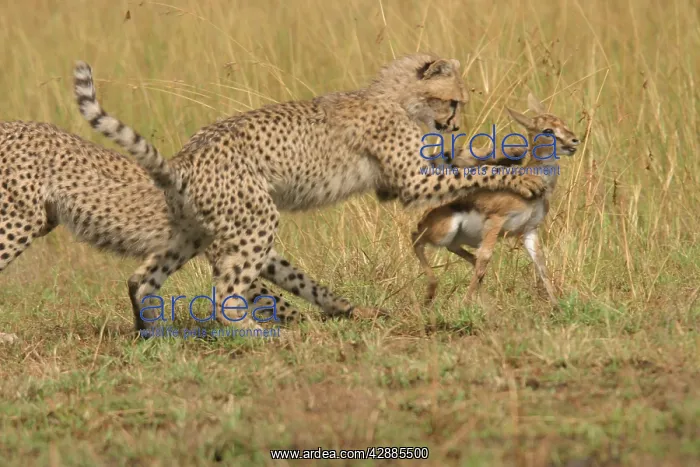 : Cheetahs - Chasing Thomson's Gazelle : Cheetahs - Chasing Thomson's Gazelle