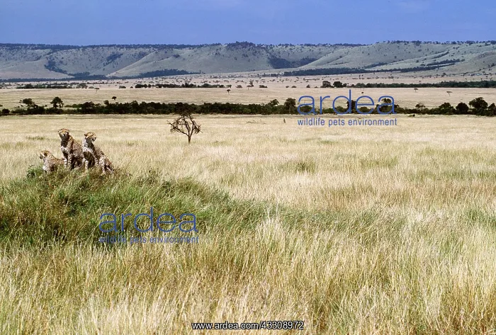  : CHEETAHS - group of three in the distance