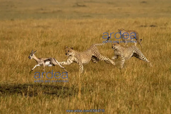 : Cheetahs - hunting young Thomson's gazelle - : Cheetahs - hunting young Thomson's gazelle -
