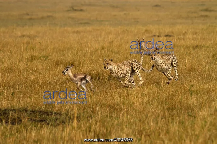  : Cheetahs - hunting young Thomson's gazelle -