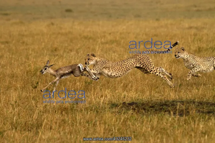 : Cheetahs - hunting young Thomson's gazelle - : Cheetahs - hunting young Thomson's gazelle -