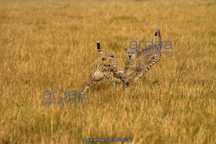 : Cheetahs - hunting young Thomson's gazelle - : Cheetahs - hunting young Thomson's gazelle -