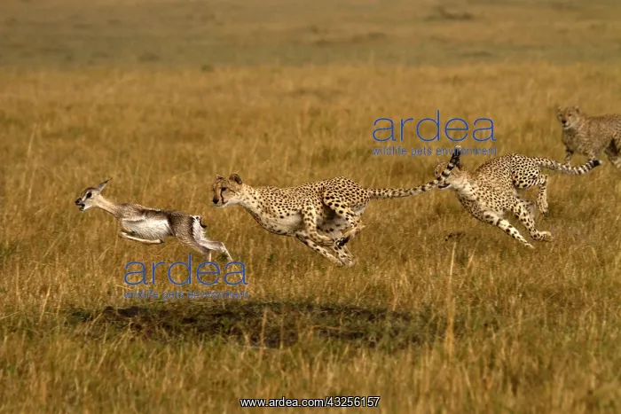 : Cheetahs - hunting young Thomson's gazelle - : Cheetahs - hunting young Thomson's gazelle -