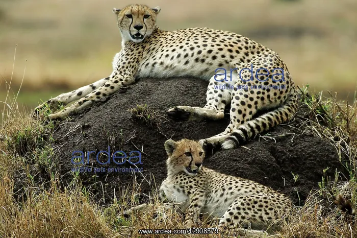: Cheetahs - Lying down : Cheetahs - Lying down