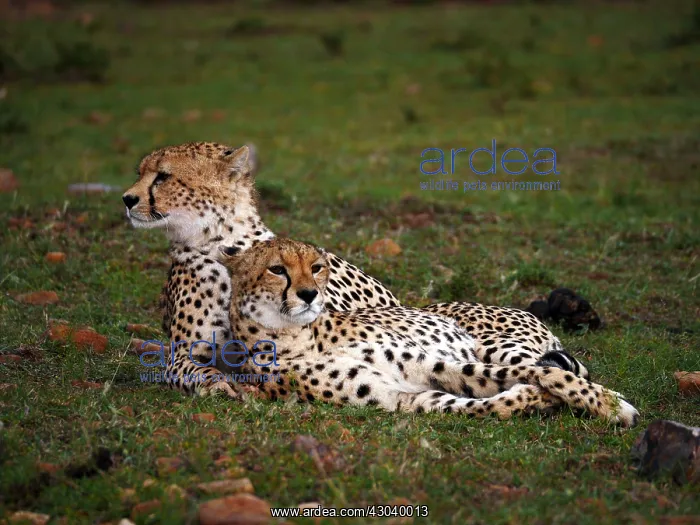  : Two Cheetahs in the Masai Mara, Kenya, Africa