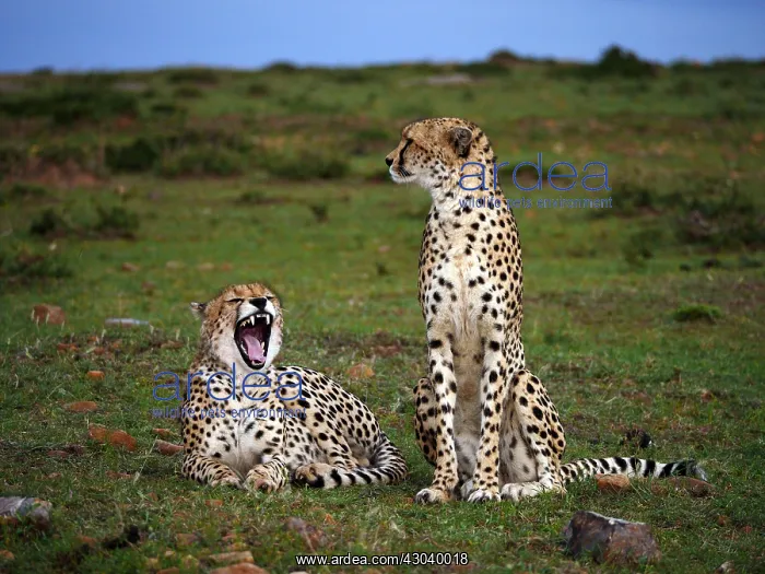  : Two Cheetahs in the Masai Mara, Kenya, Africa