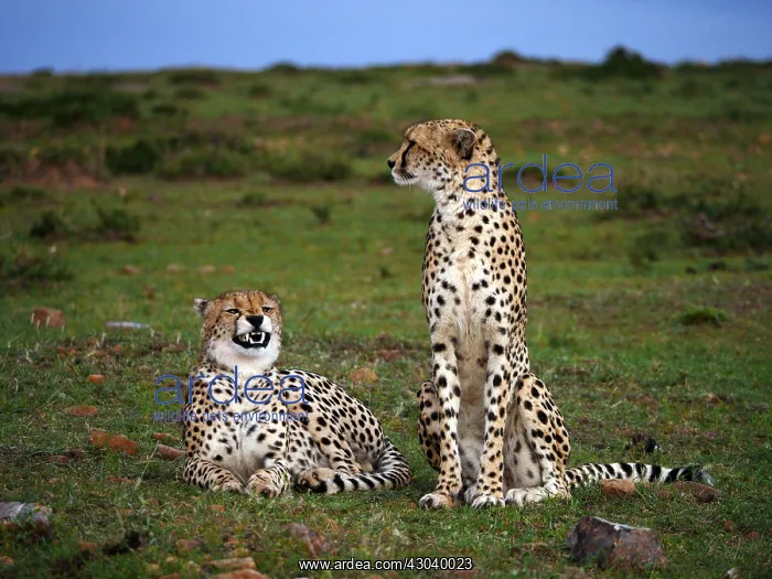  : Two Cheetahs in the Masai Mara, Kenya, Africa