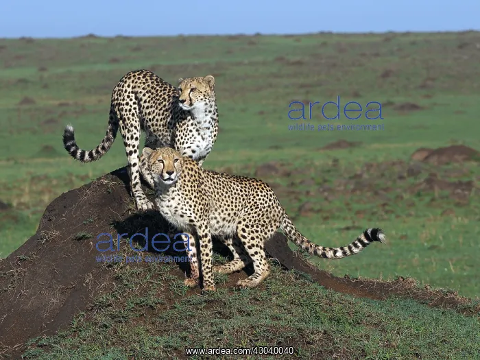  : Two Cheetahs in the Masai Mara, Kenya, Africa