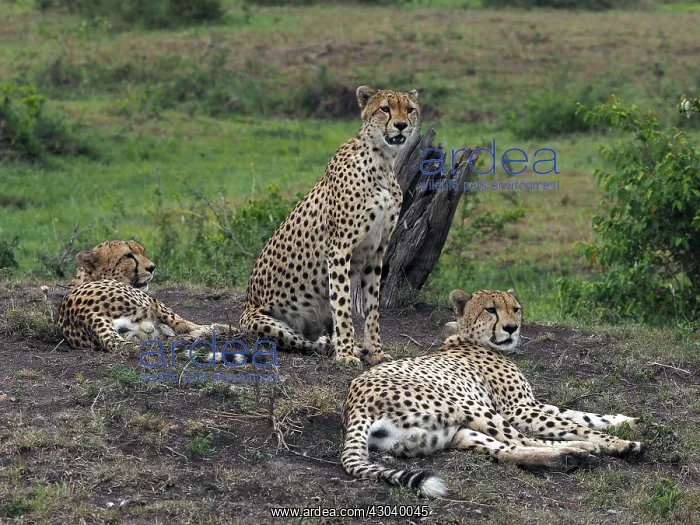  : Three Cheetahs in the Masai Mara, Kenya, Africa
