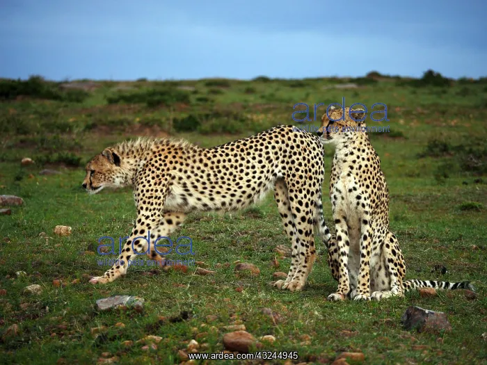  : Two Cheetahs in the Masai Mara, Kenya, Africa