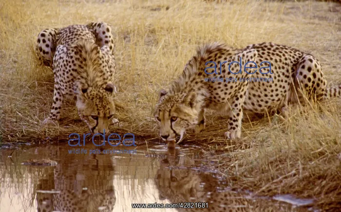 : Cheetahs - Nervously drinking at waterhole : Cheetahs - Nervously drinking at waterhole