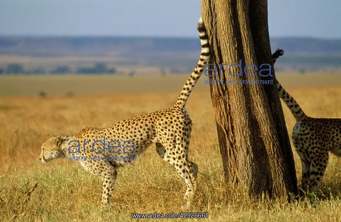 : CHEETAHS - scent marking : CHEETAHS - scent marking