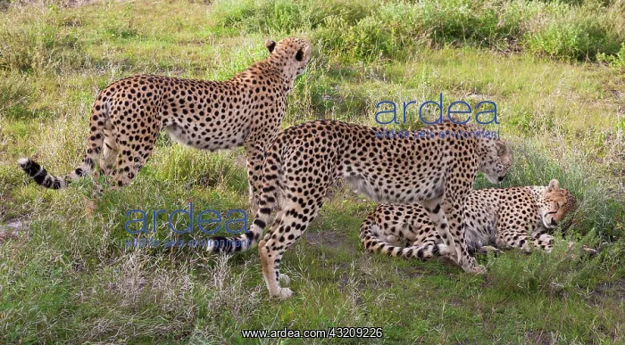: Cheetahs, Serengeti National Park, Tanzania : Cheetahs, Serengeti National Park, Tanzania