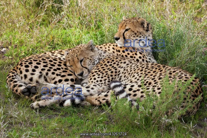 : Cheetahs, Serengeti National Park, Tanzania : Cheetahs, Serengeti National Park, Tanzania