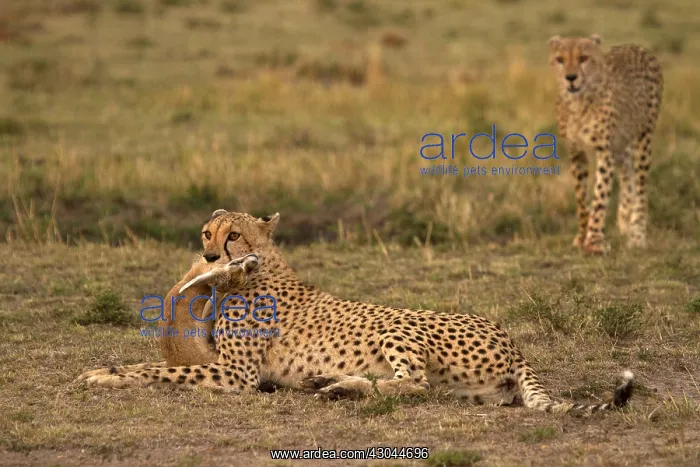 : Cheetahs - after a successful hunt - Kenya, Africa : Cheetahs - after a successful hunt - Kenya, Africa