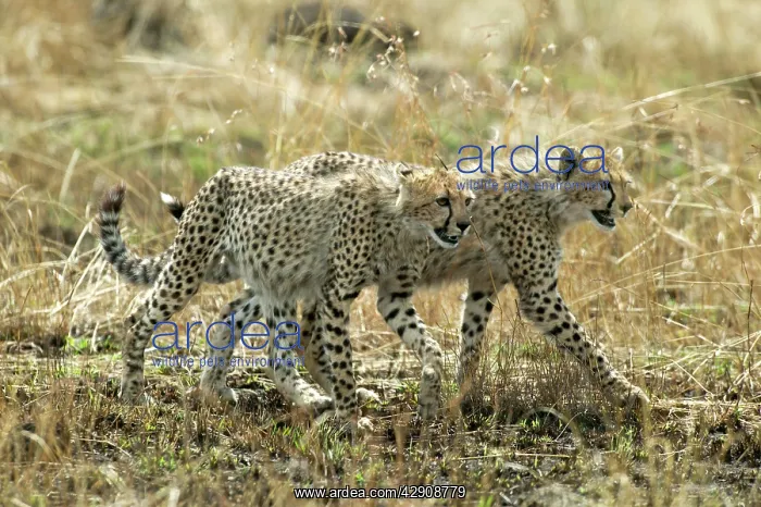 : Cheetahs - Two walking together : Cheetahs - Two walking together