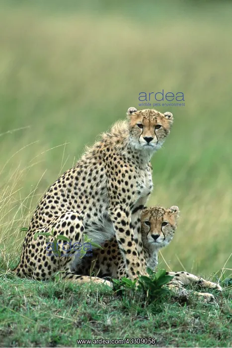  : CHEETAHS - x two
