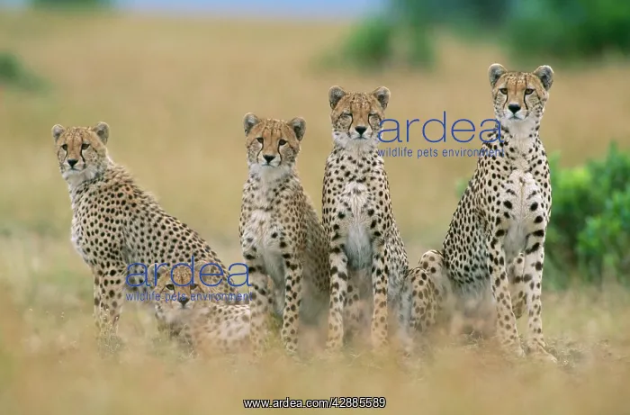  : CHEETAHS - x five sitting in line