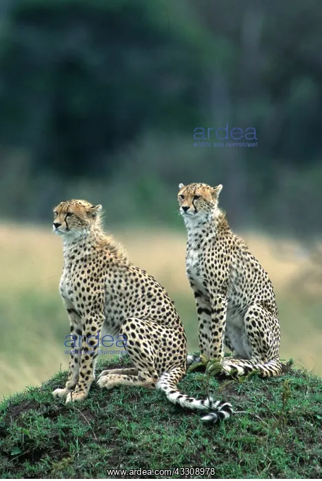  : CHEETAHS - x two, on mound