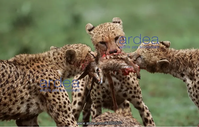  : Cheetahs - x three young, learning to kill, tussling