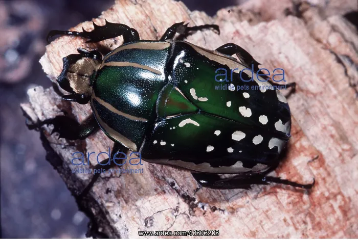 : CHELORRHINA BEETLE : CHELORRHINA BEETLE