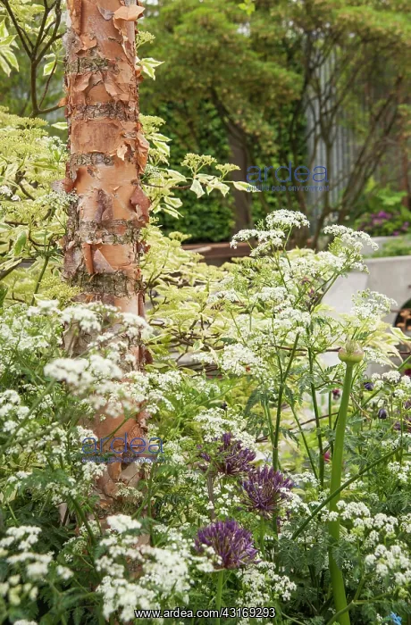 : Chelsea Flower Show 2013, The Wasteland, Designer : Chelsea Flower Show 2013, The Wasteland, Designer
