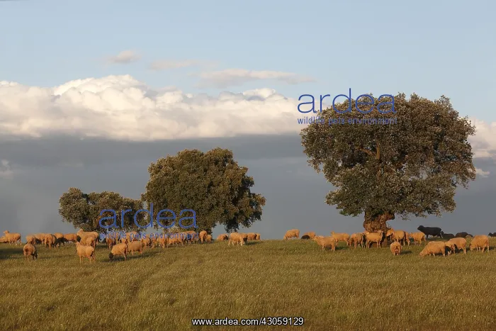 : Chenaie purpose forage and Sheep in Spain : Chenaie purpose forage and Sheep in Spain