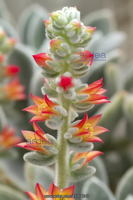 : Chenille Plant (Echeveria leucotricha) : Chenille Plant (Echeveria leucotricha)