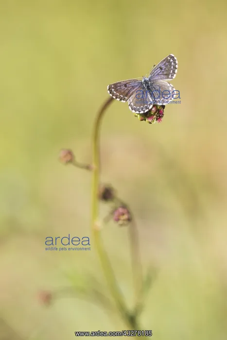 : Chequered Blue (Scolitantides orion) on a flowe : Chequered Blue (Scolitantides orion) on a flowe