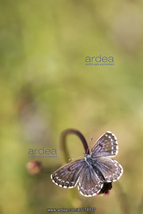 : Chequered Blue (Scolitantides orion) portrait : Chequered Blue (Scolitantides orion) portrait