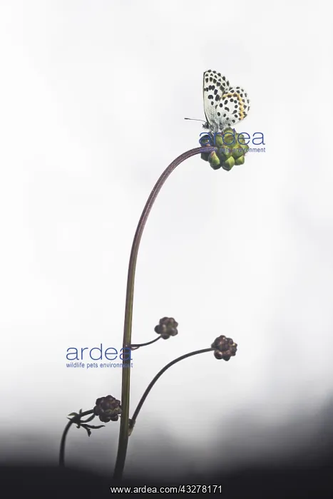 : Chequered Blue (Scolitantides orion) sitting on : Chequered Blue (Scolitantides orion) sitting on