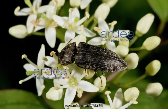 : Chequered Click Beetle / feeding on pollen : Chequered Click Beetle / feeding on pollen