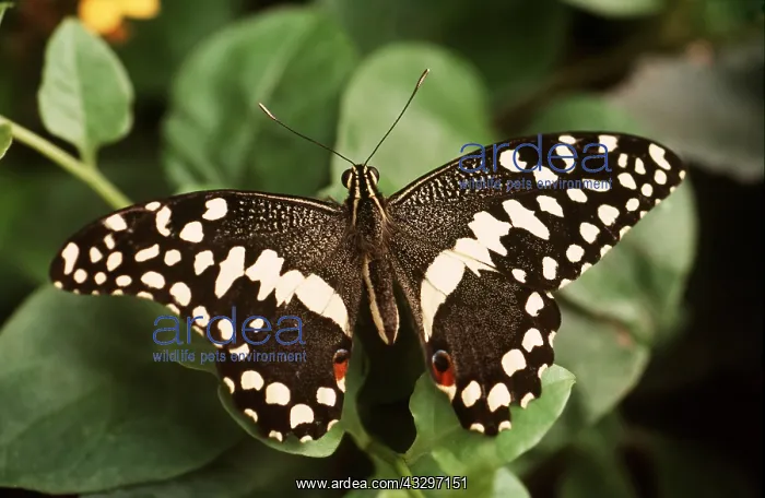 : Chequered / Lime Swallowtail Butterfly : Chequered / Lime Swallowtail Butterfly
