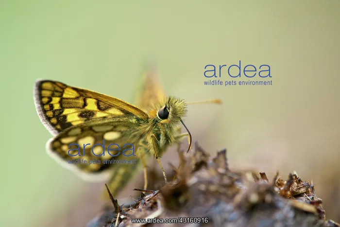 : Chequered Skipper : Chequered Skipper